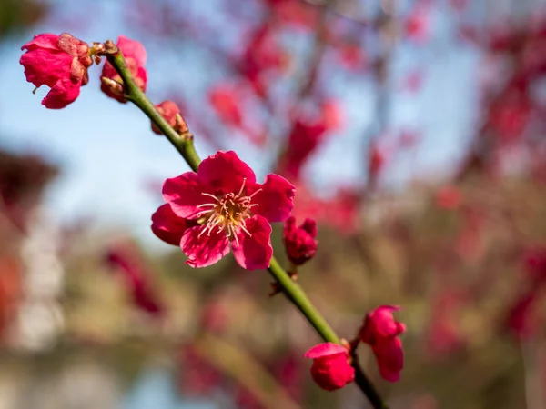Macro Brillante Primavera Rossa Fioritura Mele Cotogne Giapponesi Fenomeni Giapponesi — Foto Stock