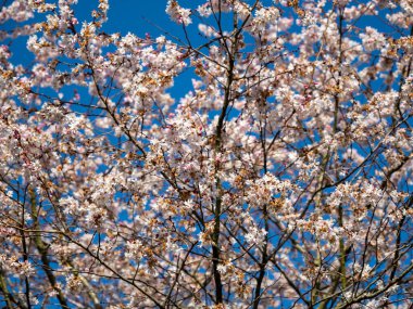 Vahşi Kiraz. Yabani kiraz çiçekleri