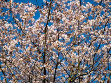 Vahşi Kiraz. Yabani kiraz çiçekleri
