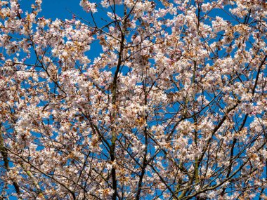 Vahşi Kiraz. Yabani kiraz çiçekleri