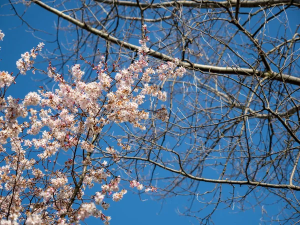 Cereza Salvaje Flores Cerezo Silvestre —  Fotos de Stock