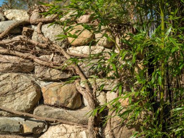 Loach ile kaplı eski taş çitler.