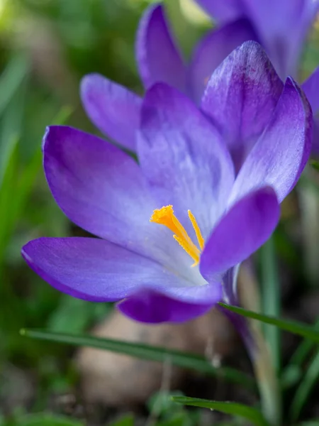 Des Gouttes Neige Lilas Gouttes Neige Près — Photo