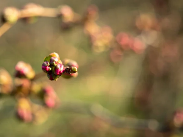 濃厚なピンクの桜の蕾がふくれ上がった枝 — ストック写真