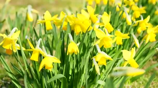 Narcissus flower. Flowerbed with flowers. — Stock Video