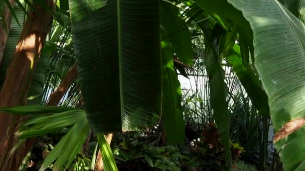 Saftigt frodigt lövverk av tropiska träd i djungelskogen eller exotisk regnskog, grönskan i ett botaniskt paradis. Blad från växter. — Stockvideo