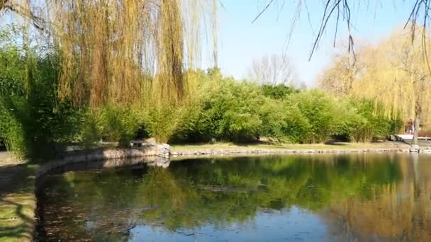 Arbres près de l'étang dans le parc . — Video