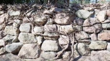 Ağaç kökleri ile kaplı taş duvar.