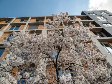 Kiraz çiçekleri yaklaşır