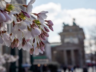 Kiraz çiçekleri yaklaşır