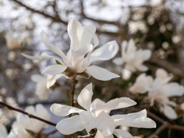 Manolya baharda çiçek açar. Güneş ışığıyla yıkanmış narin manolya çiçekleri.