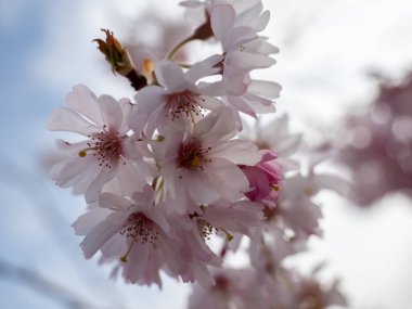 Cherry Flowers 'la yakın çekim. Çiçek açan kiraz ağacı. Kiraz çiçekleri