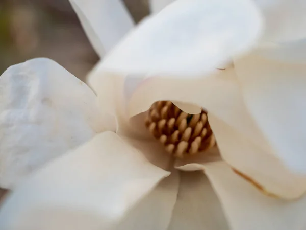 Magnolia Florece Primavera Delicadas Flores Magnolia Bañadas Luz Solar —  Fotos de Stock