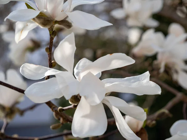 Magnolia Kwitnie Wiosną Delikatne Kwiaty Magnolii Skąpane Słońcu — Zdjęcie stockowe