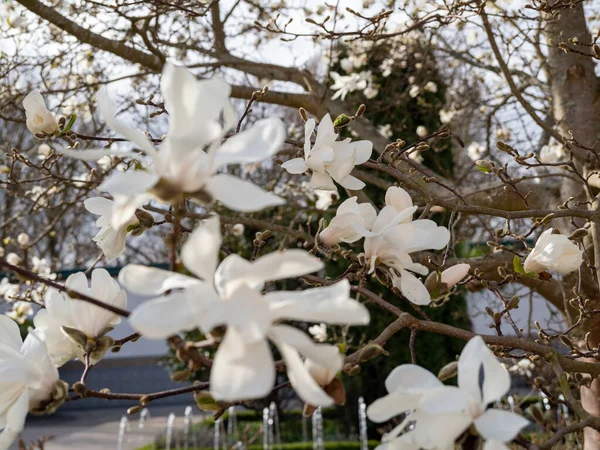 Magnolia Florece Primavera Delicadas Flores Magnolia Bañadas Luz Solar —  Fotos de Stock