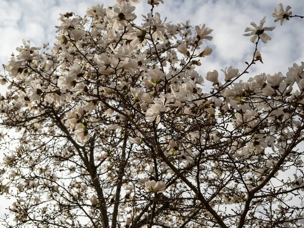 Весною Цвіте Магнолія Ніжні Квіти Магнолії Обмиті Сонячним Світлом — стокове фото