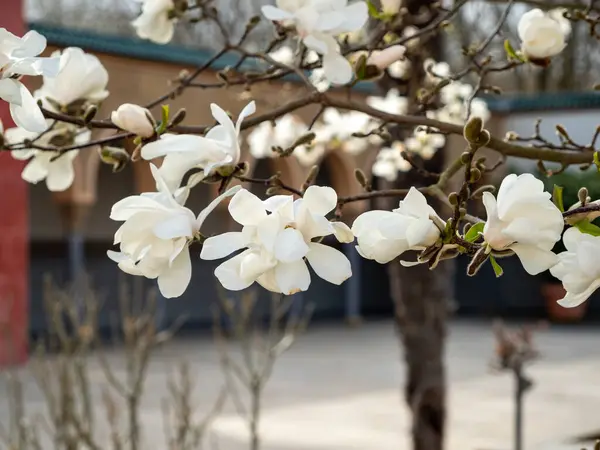 Magnolia Florece Primavera Delicadas Flores Magnolia Bañadas Luz Solar — Foto de Stock