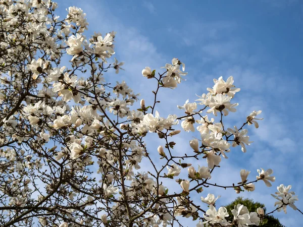 Magnolia Florece Primavera Delicadas Flores Magnolia Bañadas Luz Solar —  Fotos de Stock