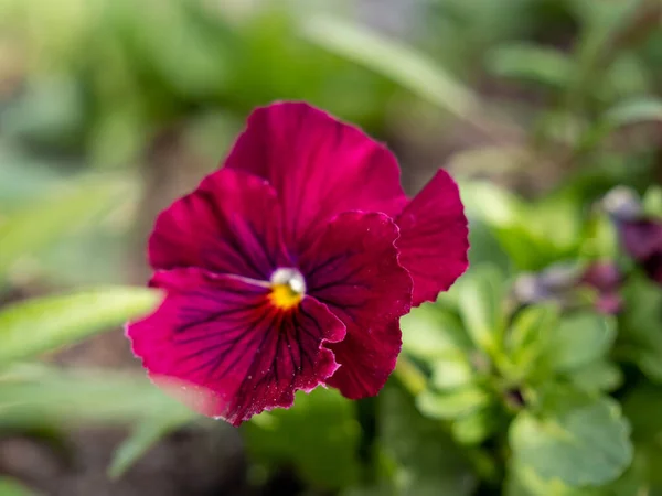 Flor Tricolor Close Fotografia Macro Pansy Flor — Fotografia de Stock