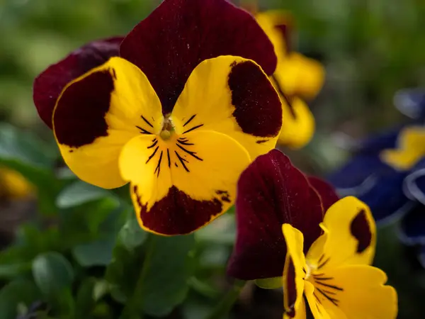 Flor Tricolor Close Fotografia Macro Pansy Flor — Fotografia de Stock