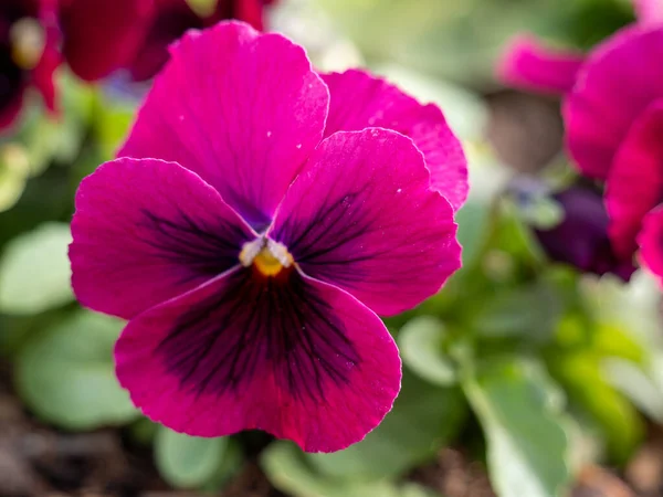 Flor Tricolor Close Fotografia Macro Pansy Flor — Fotografia de Stock