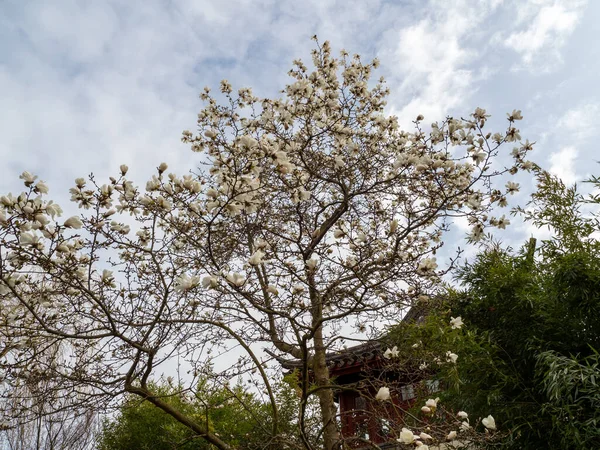 Magnólia Floresce Primavera Delicadas Flores Magnólia Banhadas Pela Luz Solar — Fotografia de Stock