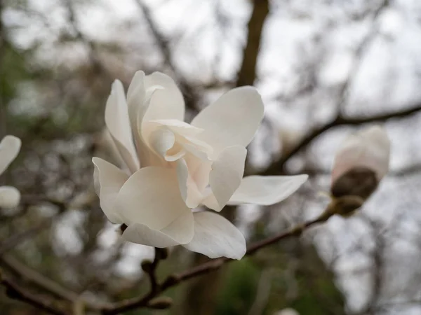 Les Magnolia Fleurissent Printemps Délicates Fleurs Magnolia Baignées Soleil — Photo