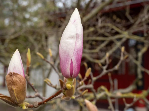 Magnolia Fiorisce Primavera Delicati Fiori Magnolia Bagnati Dalla Luce Del — Foto Stock