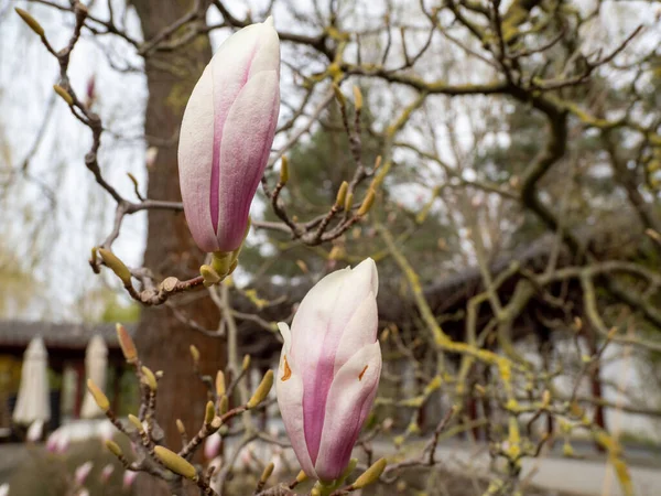 Magnolia Fiorisce Primavera Delicati Fiori Magnolia Bagnati Dalla Luce Del — Foto Stock