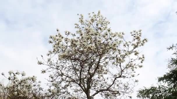 Цвіте Магнолія Навесні Ніжні Квіти Магнолії — стокове відео