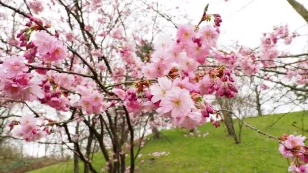 Kwitnące Wiśniowe Drzewo Wiosną Piękne Wiśniowe Gałęzie — Wideo stockowe