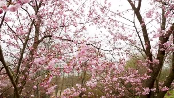 Lkbaharda Açan Kiraz Ağacı Güzel Kiraz Ağaçları — Stok video
