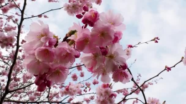 Blühender Kirschbaum Frühling Schöne Kirschblütenzweige — Stockvideo