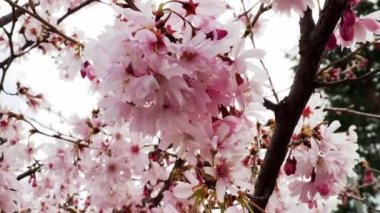 İlkbaharda açan kiraz ağacı, güzel kiraz ağaçları..