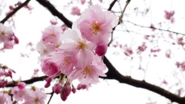 İlkbaharda açan kiraz ağacı, güzel kiraz ağaçları..