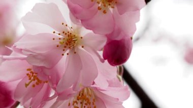 İlkbaharda açan kiraz ağacı, güzel kiraz ağaçları..