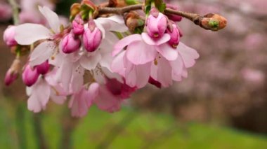 İlkbaharda açan kiraz ağacı, güzel kiraz ağaçları..