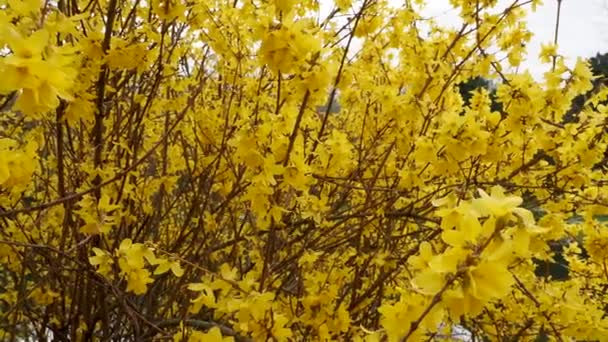 Fioritura Forsythia Primavera Giallo Bei Fiori Luminosi — Video Stock