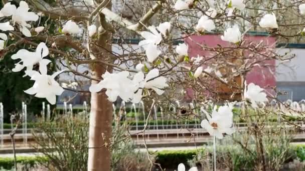 Magnolia Blommar Våren Ömtåliga Magnolia Blommor — Stockvideo