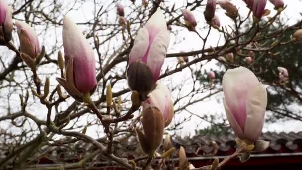 Magnolia Bloeit Het Voorjaar Delicate Magnolia Bloemen — Stockvideo
