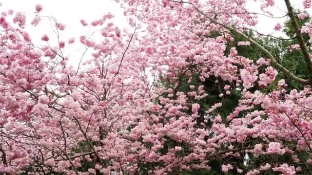 Blühender Kirschbaum Frühling Schöne Kirschblütenzweige — Stockvideo