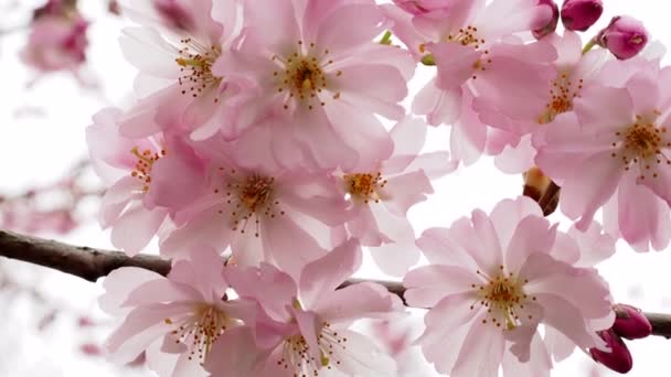 Blommande körsbärsträd på våren, vackra körsbärsblommor grenar. — Stockvideo