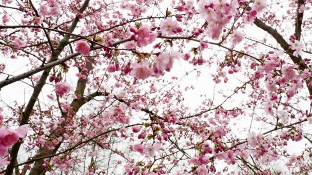 Fioritura ciliegio in primavera, bei rami di fiori di ciliegio. — Video Stock