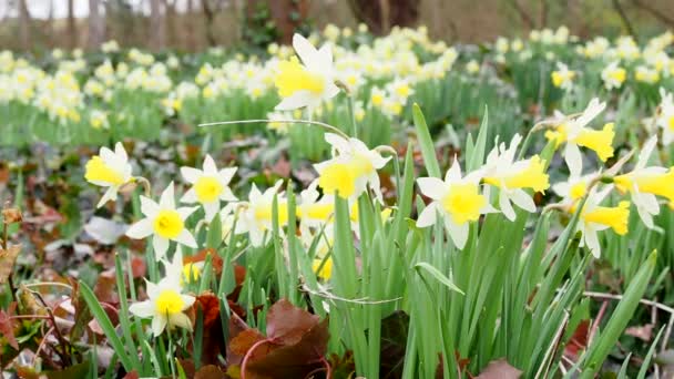 Fragile daffodils in the city park. Narcissus flowers. — Stock Video