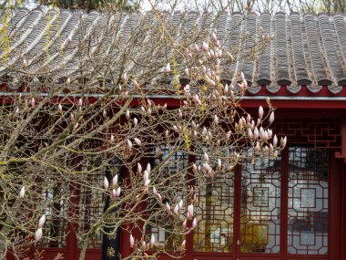 Manolya baharda çiçek açar. Güneş ışığıyla yıkanmış narin manolya çiçekleri.