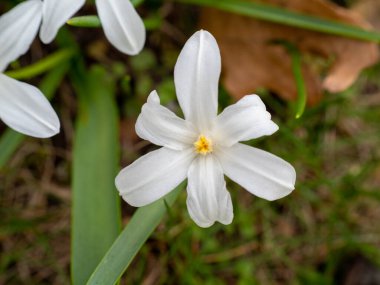Chionodoxa luciliae, Kar Kemeri 'nin İhtişamı veya Lucile' in Kar İhtişamı, beyaz çiçekler