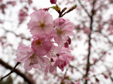 Cherry Flowers 'la yakın çekim. Çiçek açan kiraz ağacı. Kiraz çiçekleri
