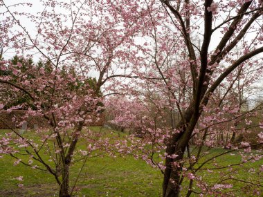 Cherry Flowers 'la yakın çekim. Çiçek açan kiraz ağacı. Kiraz çiçekleri