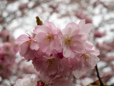 Cherry Flowers 'la yakın çekim. Çiçek açan kiraz ağacı. Kiraz çiçekleri