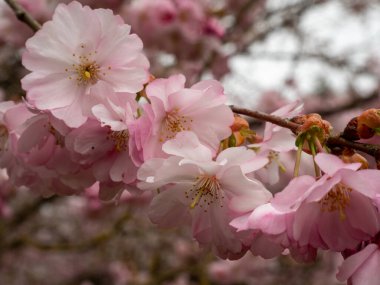 Cherry Flowers 'la yakın çekim. Çiçek açan kiraz ağacı. Kiraz çiçekleri